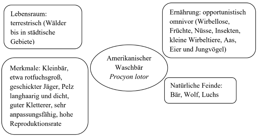 Diagramm mit Informationen zum amerikanischen Waschbär: Name, Lebensraum, Merkmale, Ernährung, natürliche Feinde.